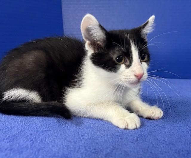 Phillip, a ADOPTABLE Domestic Short Hair in Hawk Point, MO image 2/4