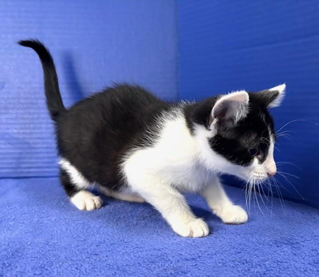 Phillip, ADOPTABLE, Kitten Male Domestic Short Hair.