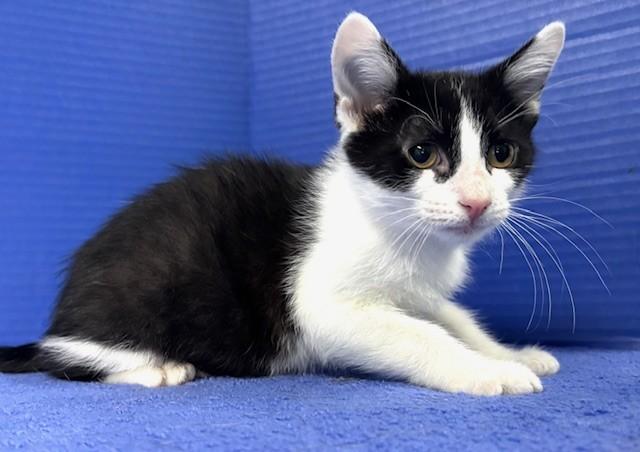Phillip, a ADOPTABLE Domestic Short Hair in Hawk Point, MO image 3/4