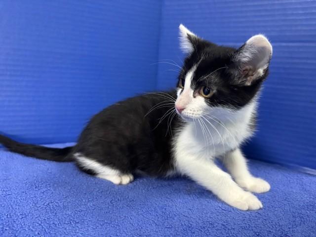 Phillip, a ADOPTABLE Domestic Short Hair in Hawk Point, MO image 4/4