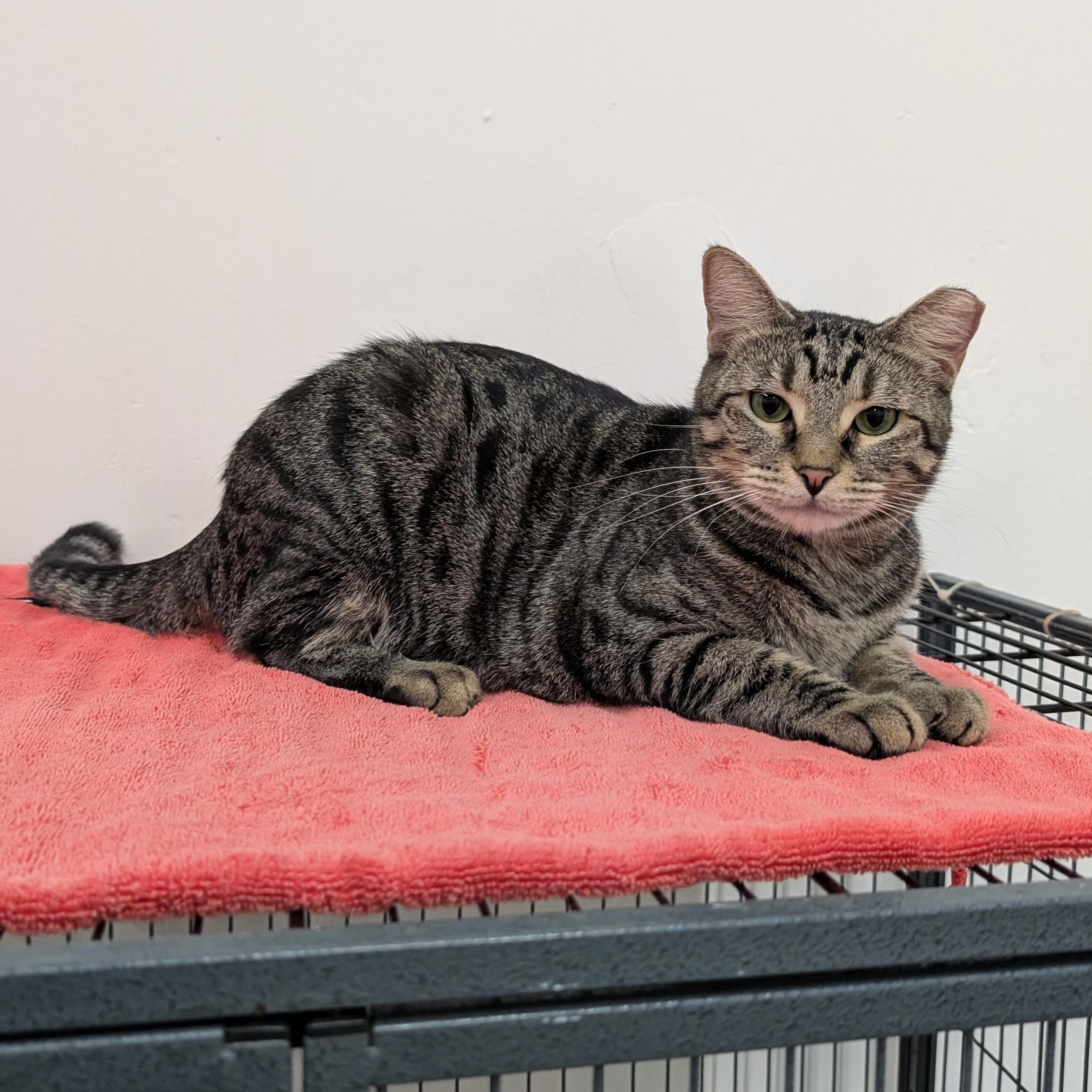Sammy, Adoptable, Young Male Tabby & American Shorthair.
