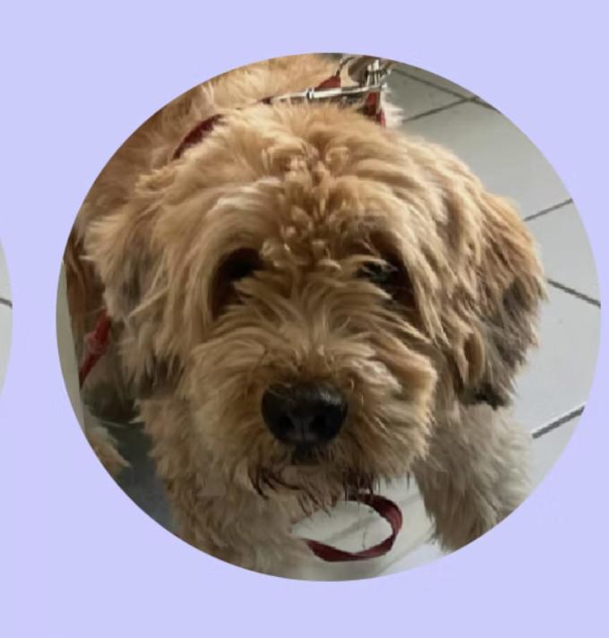 Milo, an adoptable Mixed Breed, Labradoodle in EL COLORADO, JAL, 48265 | Photo Image 1