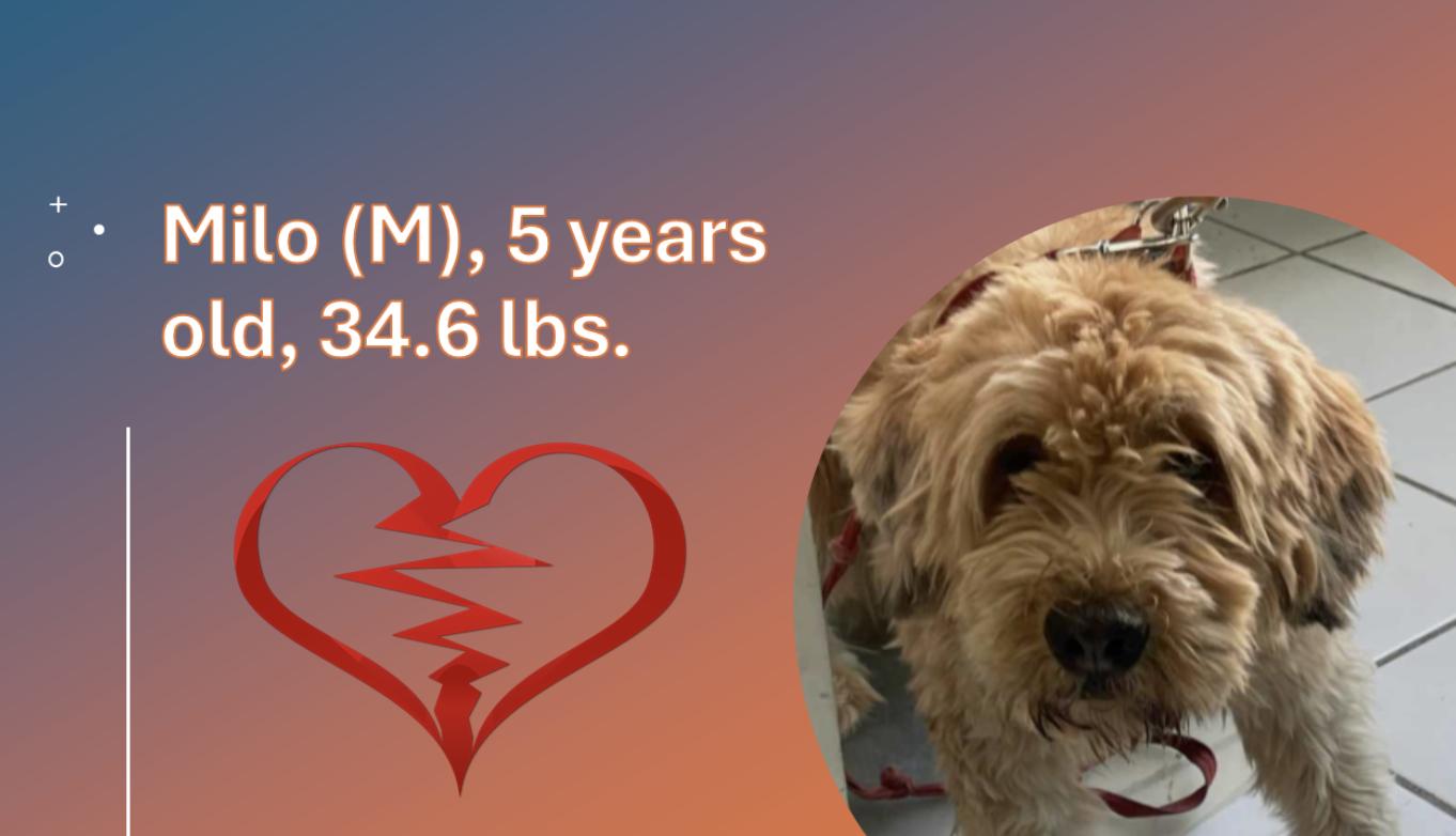 Milo, an adoptable Mixed Breed, Labradoodle in EL COLORADO, JAL, 48265 | Photo Image 3