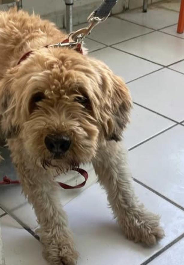 Milo, an adoptable Mixed Breed, Labradoodle in EL COLORADO, JAL, 48265 | Photo Image 2