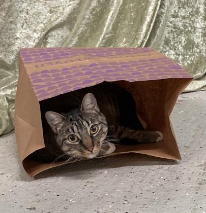 Kat, a Adoptable Domestic Short Hair in River Ridge, LA image 1/3