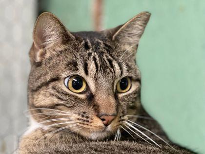 Kat, Adoptable, Adult Female Domestic Short Hair & Domestic Short Hair.