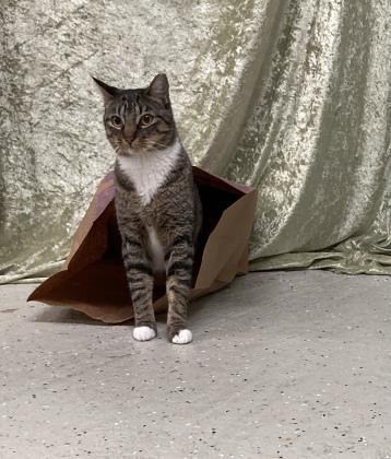 Kat, a Adoptable Domestic Short Hair in River Ridge, LA image 3/3