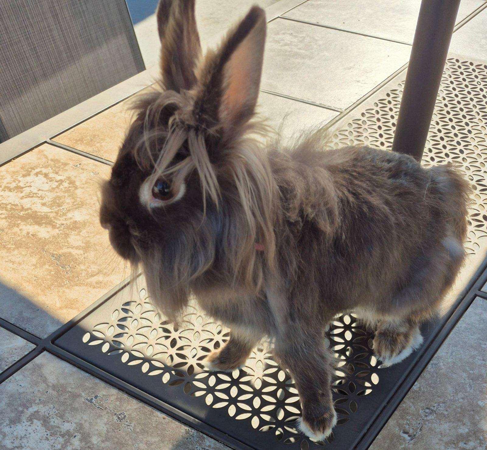 Enlarge Dove, a Adoptable Lionhead in Carnation, WA image 1/3