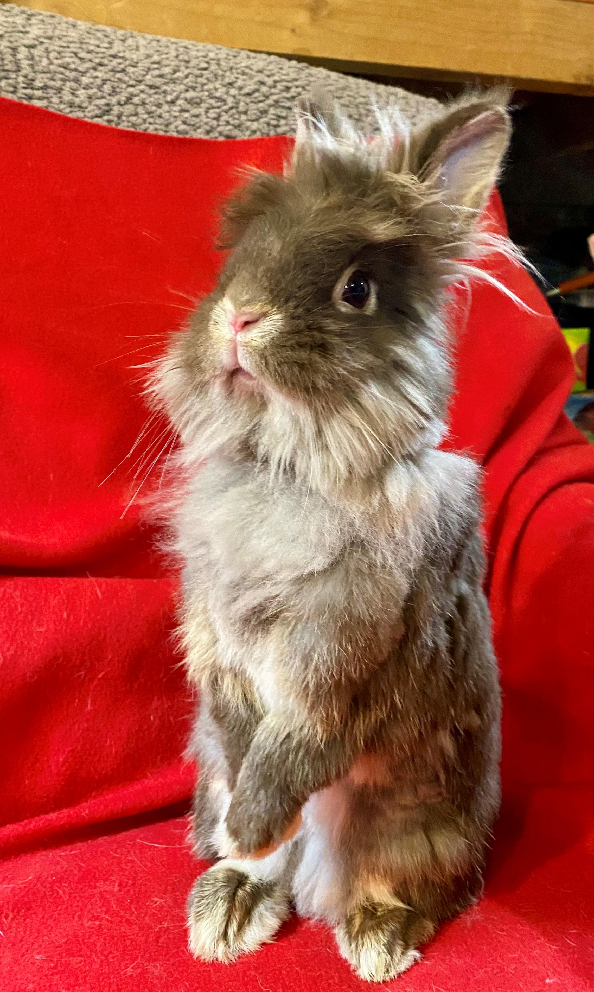 Enlarge Dove, a Adoptable Lionhead in Carnation, WA image 5/5