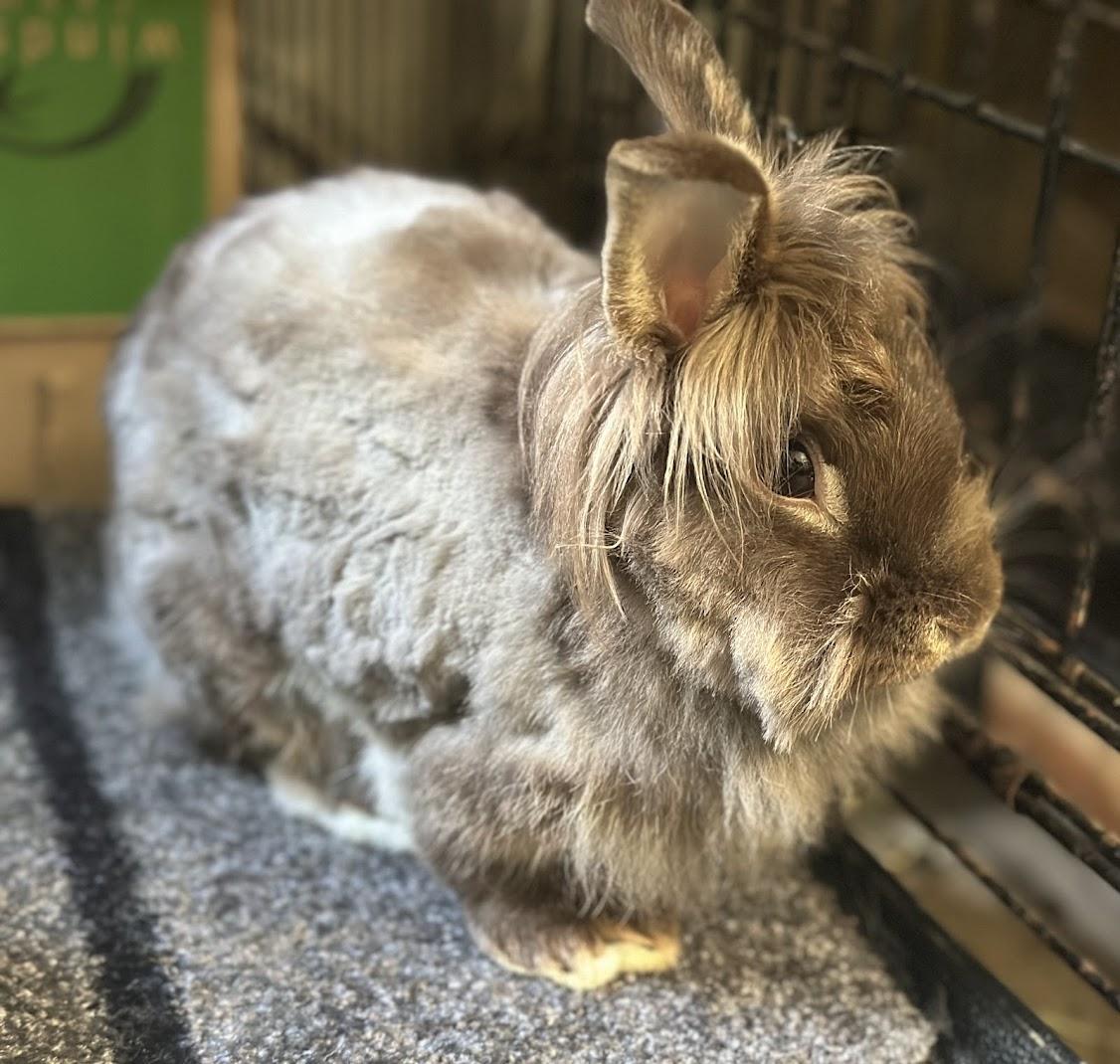 Enlarge Dove, a Adoptable Lionhead in Carnation, WA image 3/3