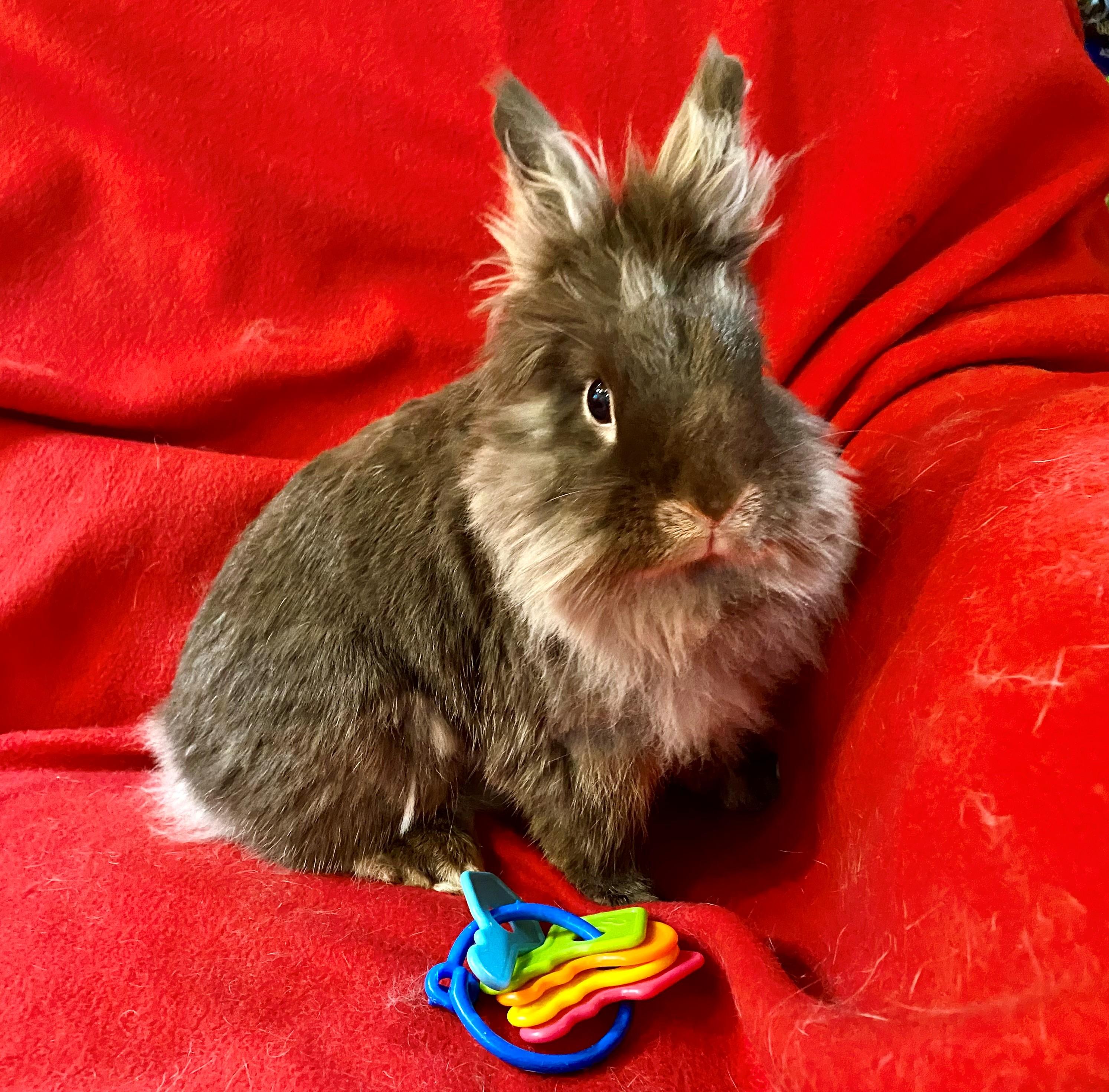 Enlarge Dove, a Adoptable Lionhead in Carnation, WA image 4/5