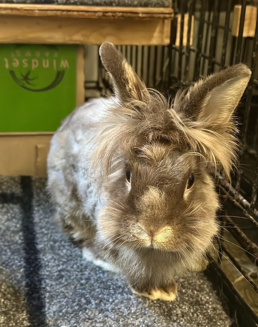 Enlarge Dove, a Adoptable Lionhead in Carnation, WA image 2/3