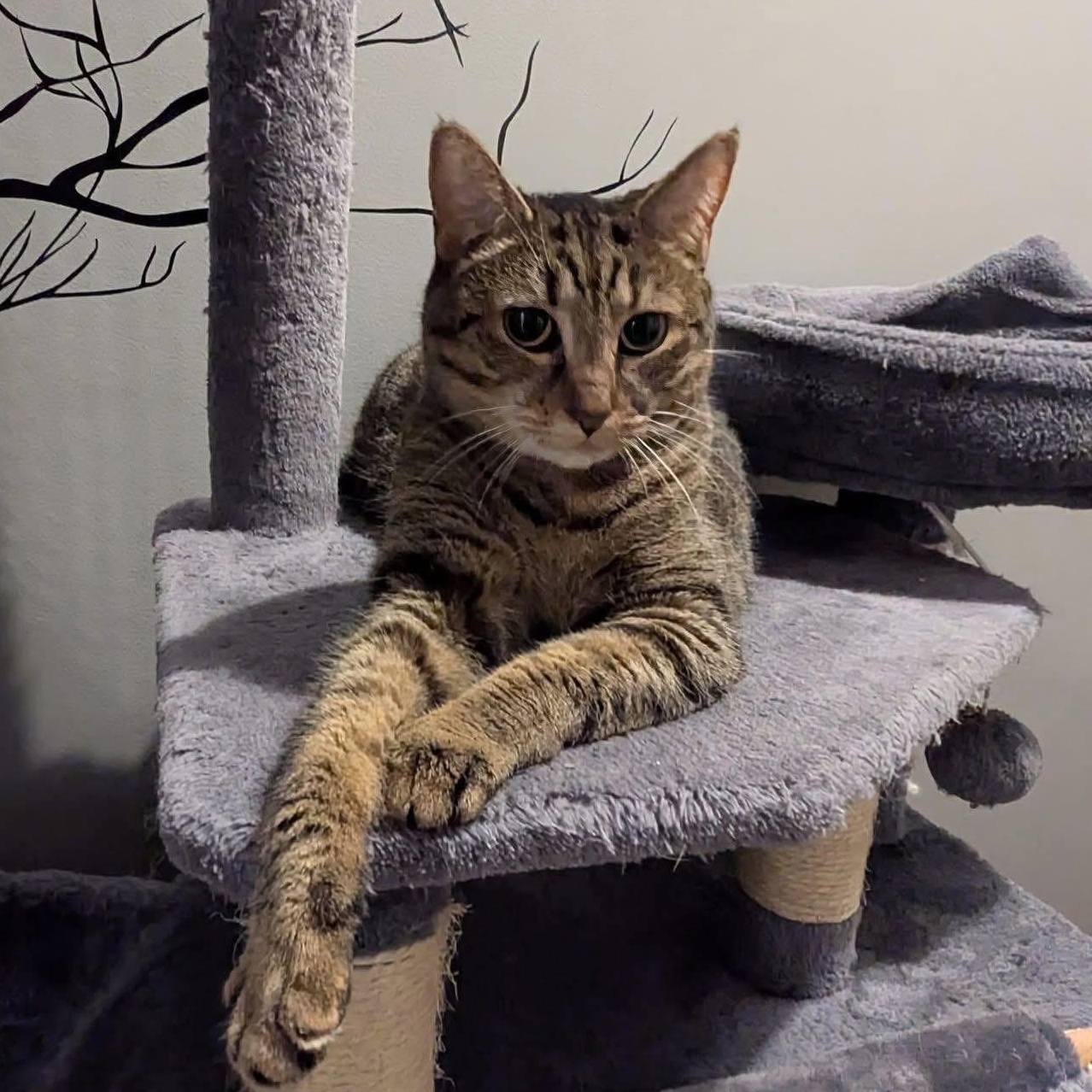 TABITHA, ADOPTABLE, Adult Female Domestic Short Hair.