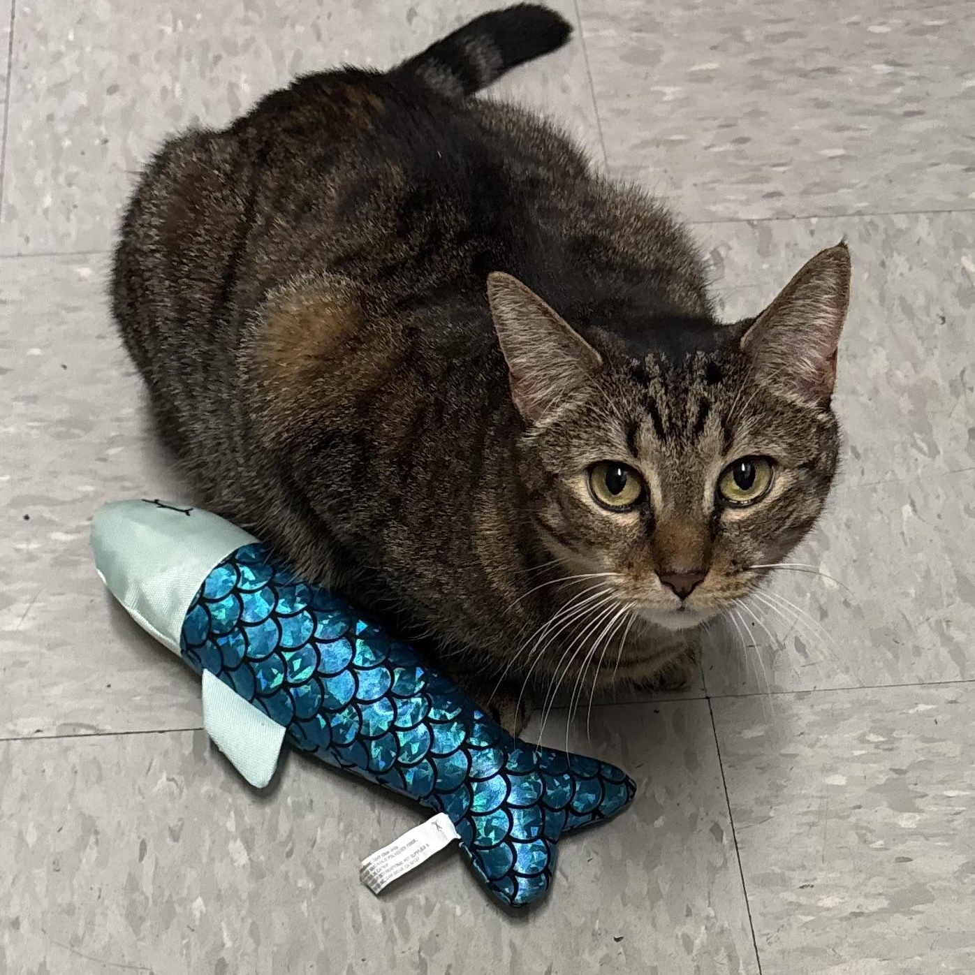 TABITHA, a ADOPTABLE Domestic Short Hair in Schnecksville, PA image 1/6