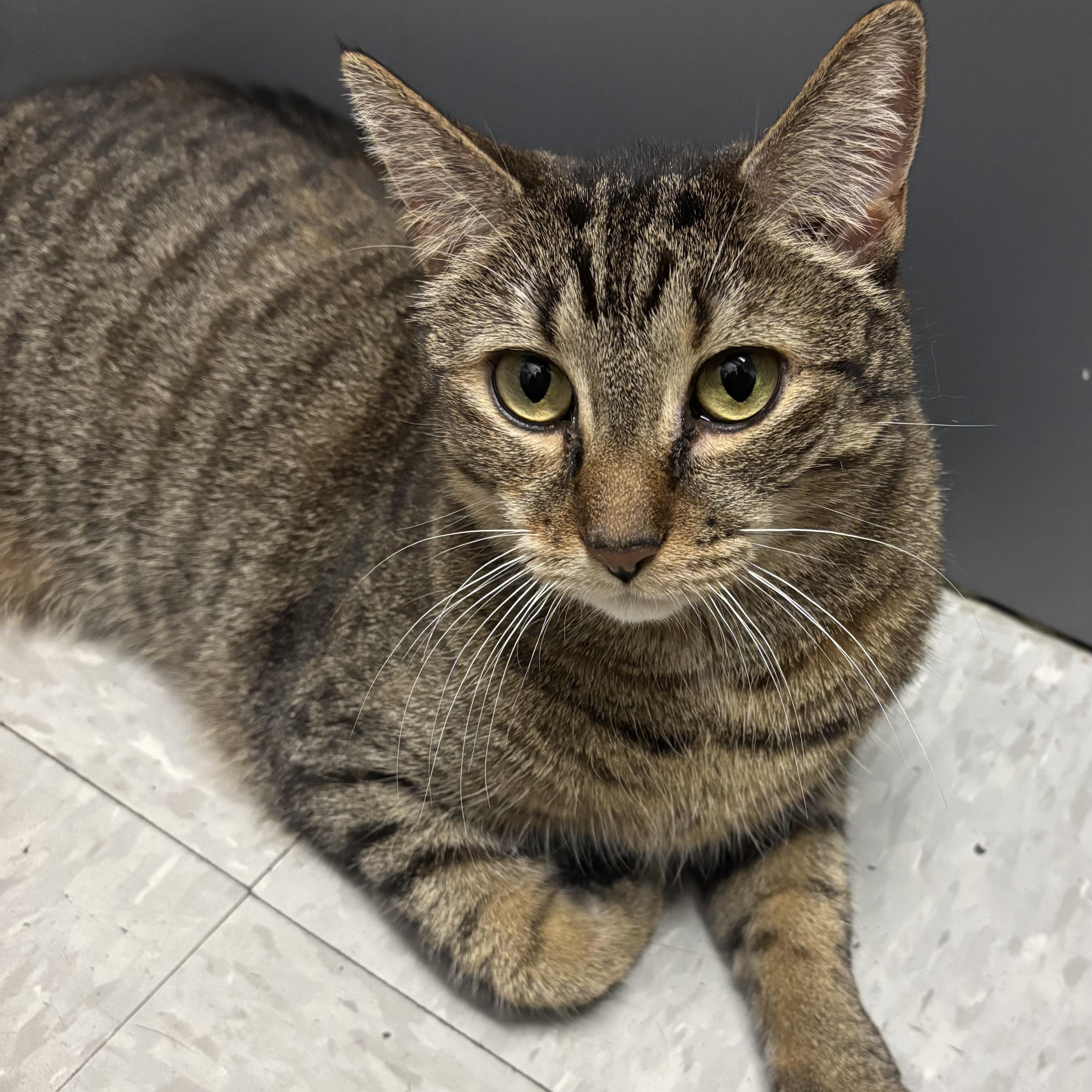 TABITHA, a ADOPTABLE Domestic Short Hair in Schnecksville, PA image 2/6