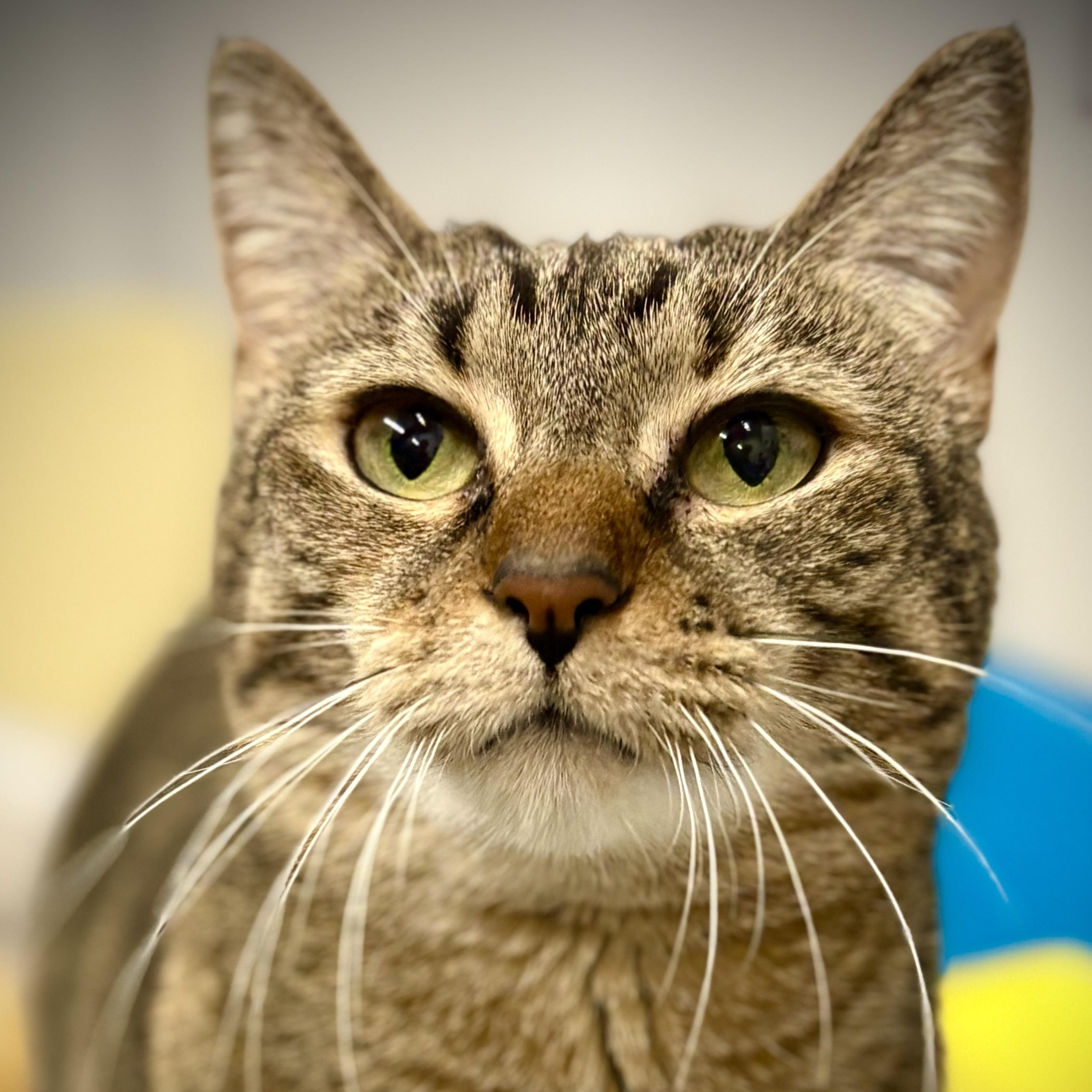 TABITHA, a ADOPTABLE Domestic Short Hair in Schnecksville, PA image 3/6