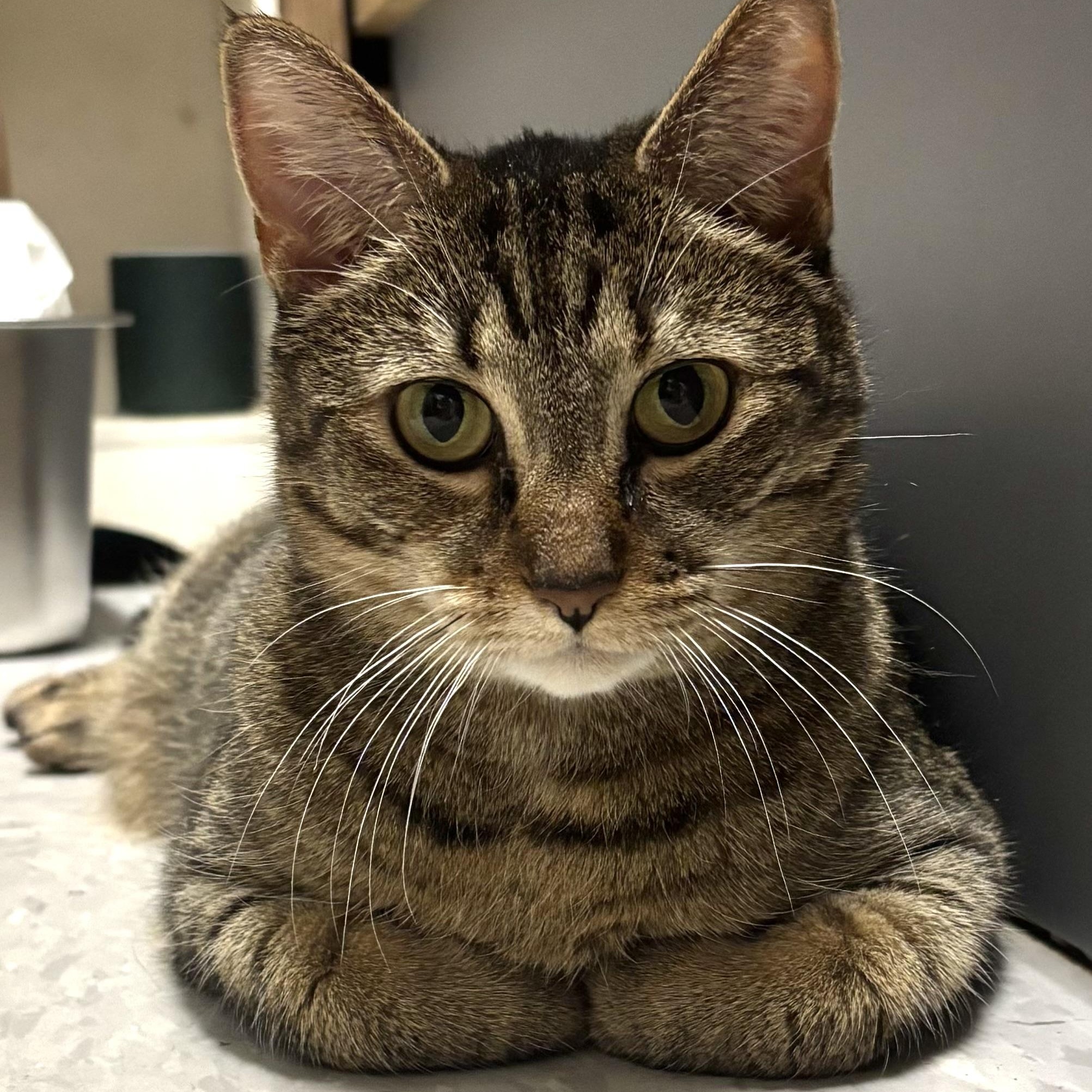 TABITHA, a ADOPTABLE Domestic Short Hair in Schnecksville, PA image 4/6