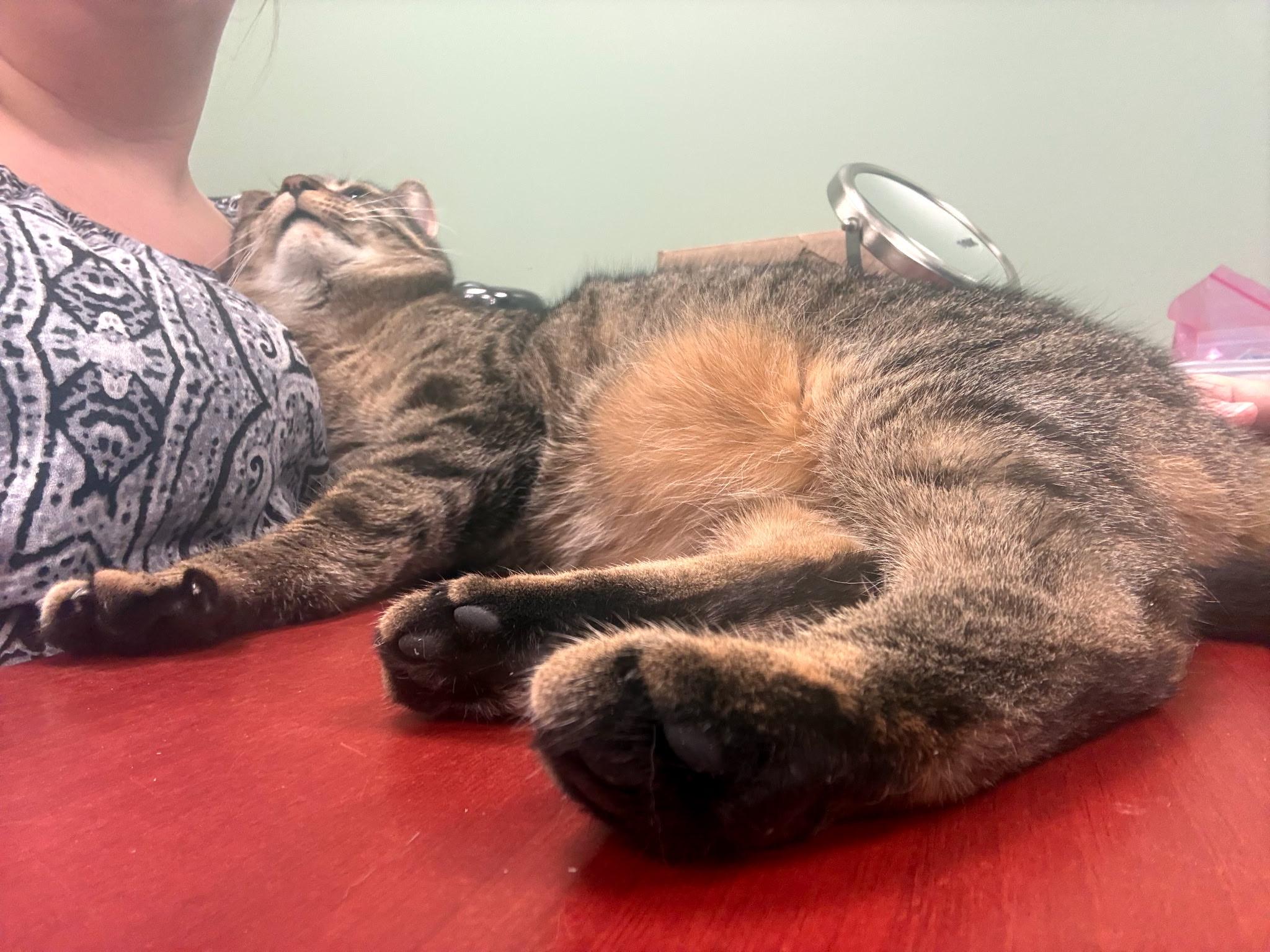 TABITHA, a ADOPTABLE Domestic Short Hair in Schnecksville, PA image 6/6
