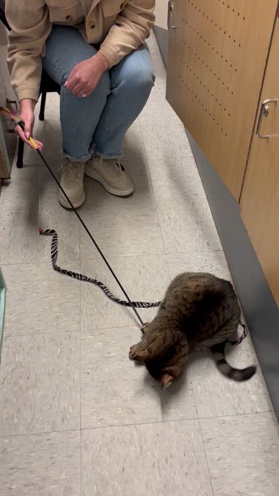 Enlarge TABITHA, a ADOPTABLE Domestic Short Hair in Schnecksville, PA video 5/6