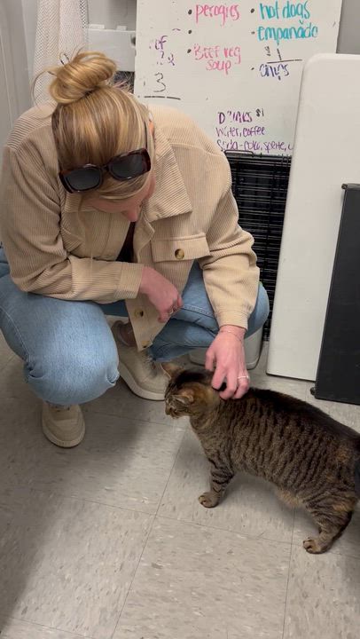 Enlarge TABITHA, a ADOPTABLE Domestic Short Hair in Schnecksville, PA video 6/6