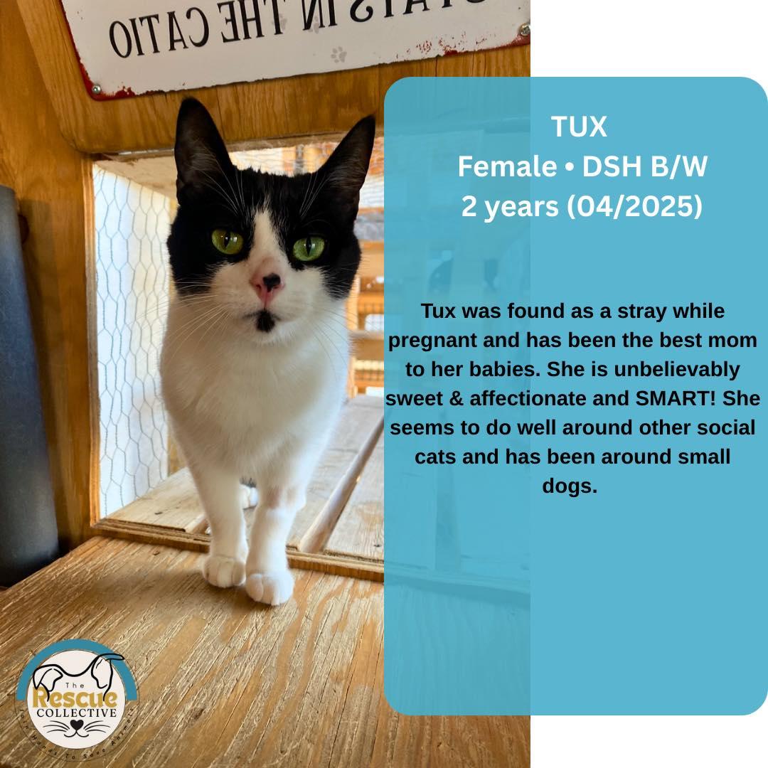 Tux, an adoptable Domestic Short Hair in Clive, AB, T0C 0Y0 | Photo Image 1