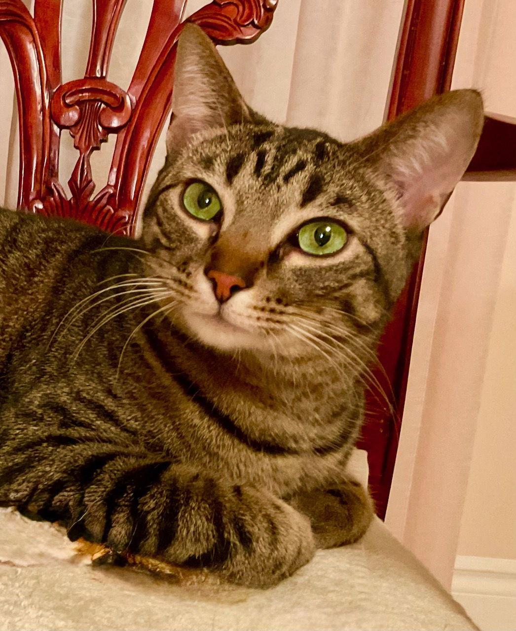 Maverick (+ Mason), Adoptable, Young Male Domestic Short Hair.