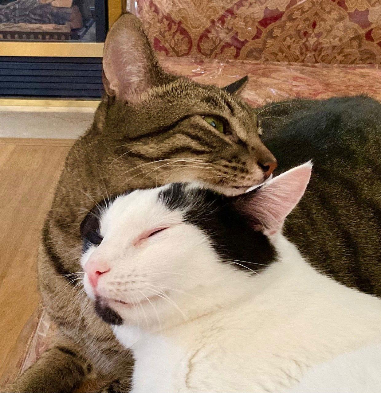 Enlarge Maverick (+ Mason), a Adoptable Domestic Short Hair in Richmond Hill, ON image 2/3