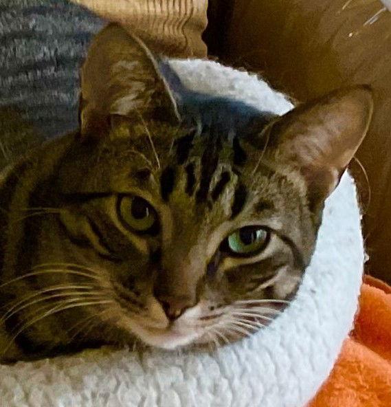 Enlarge Maverick (+ Mason), a Adoptable Domestic Short Hair in Richmond Hill, ON image 3/3