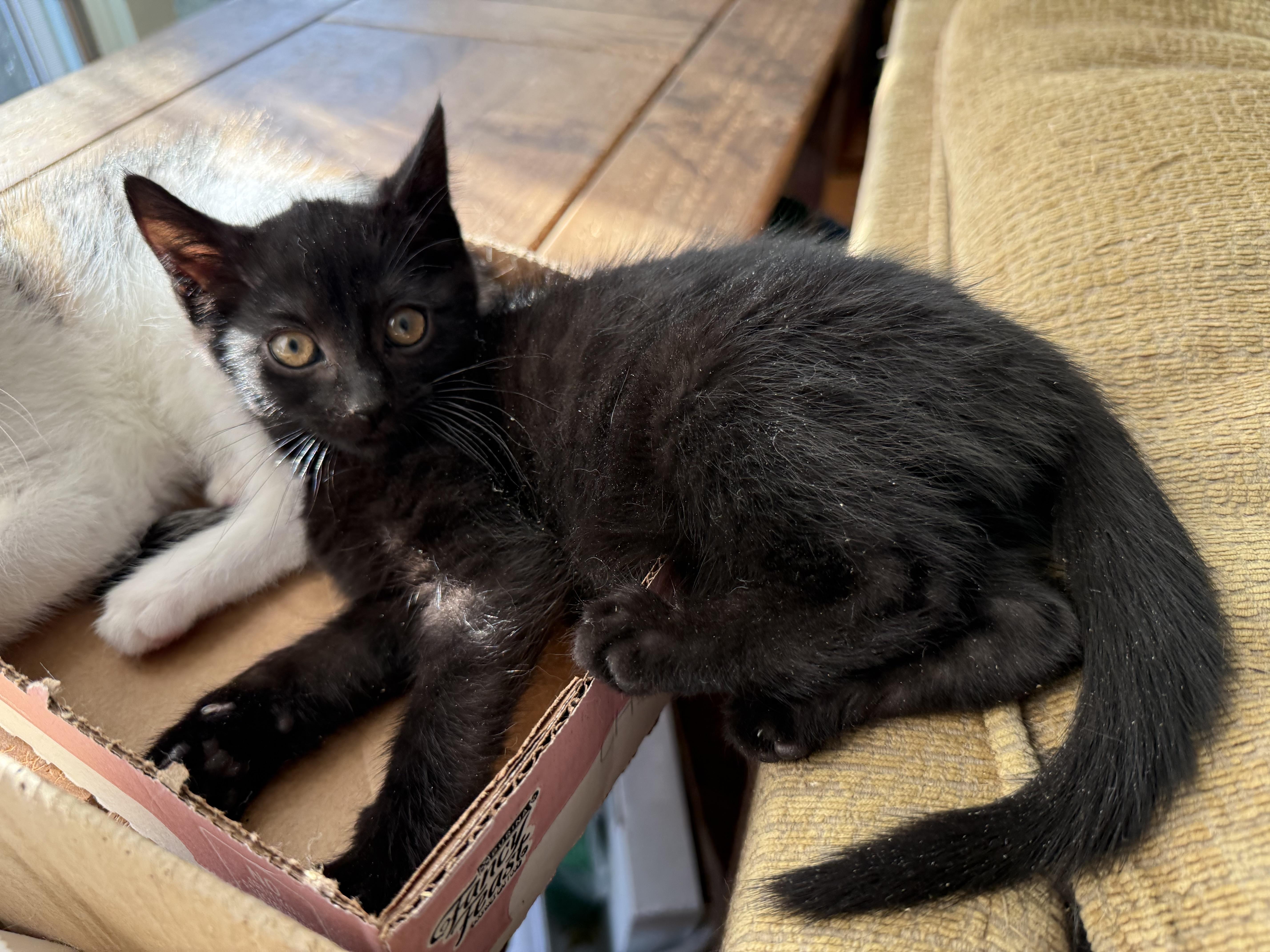 HARPER, adopted, Kitten Male Domestic Short Hair.