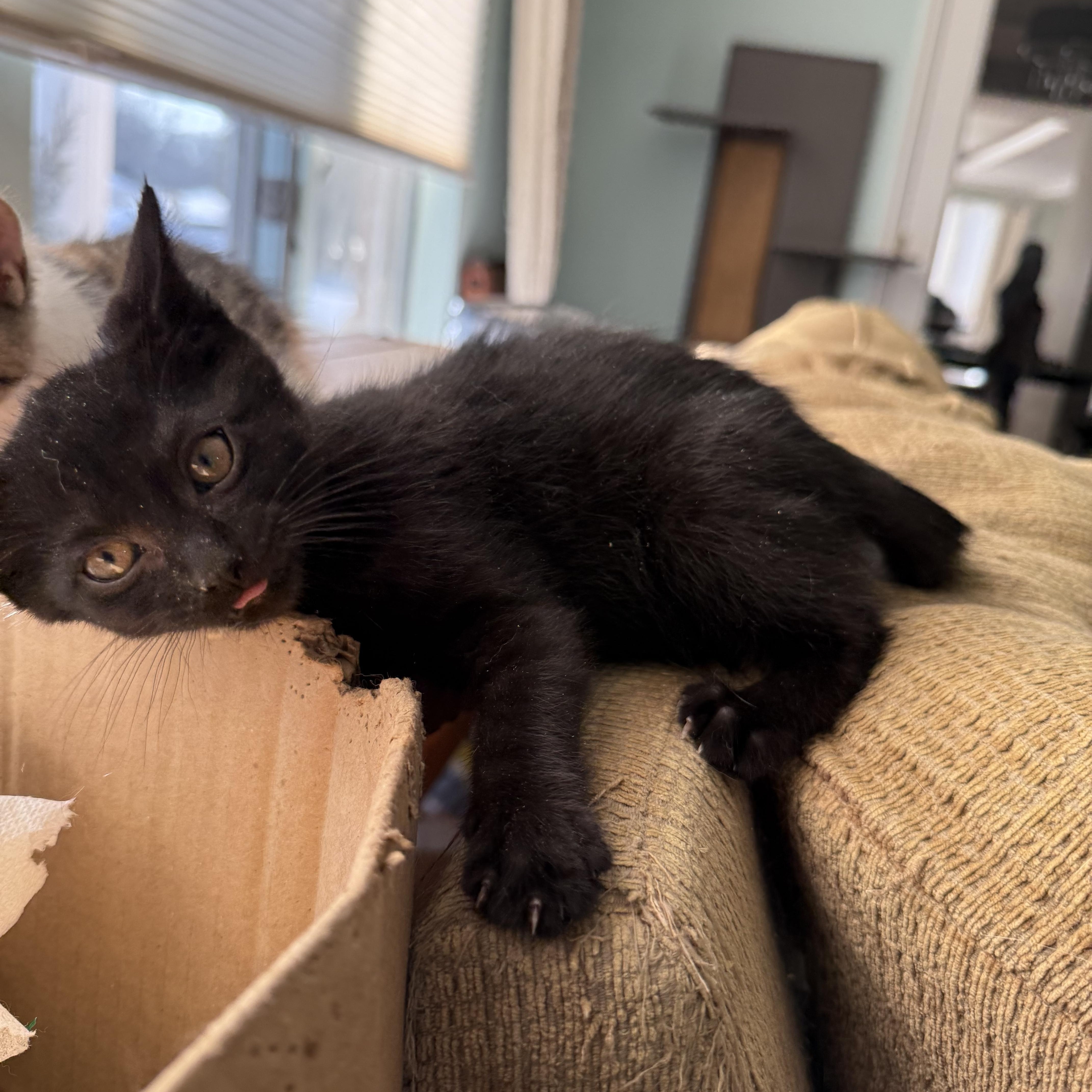 Enlarge HARPER, an adopted Domestic Short Hair in Syosset, NY image 3/5