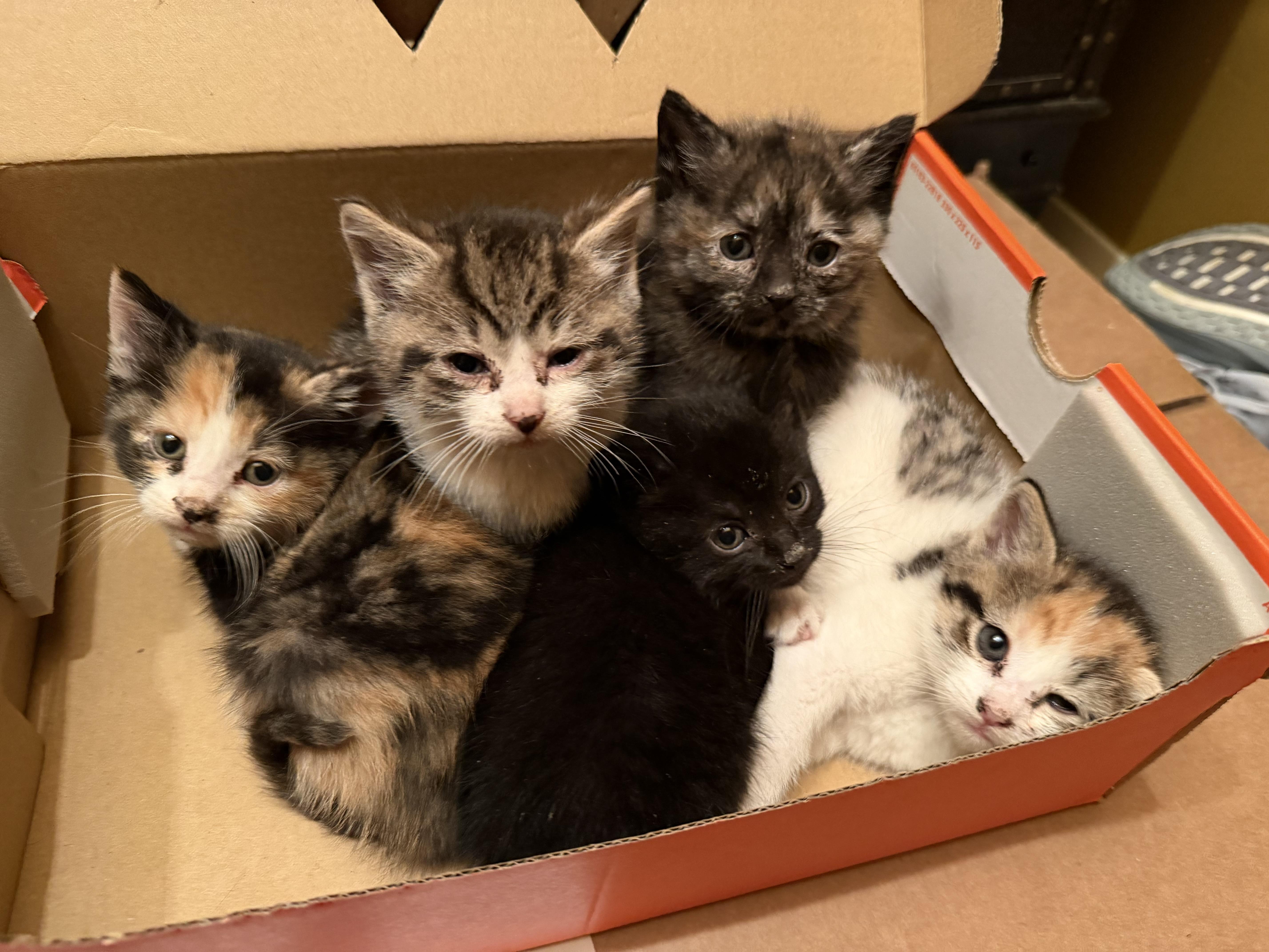 Enlarge HARPER, an adopted Domestic Short Hair in Syosset, NY image 5/5