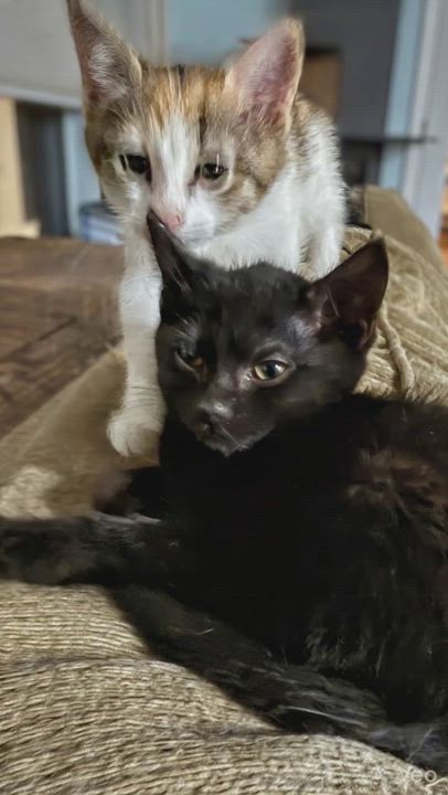 Enlarge HARPER, an adopted Domestic Short Hair in Syosset, NY video 4/5