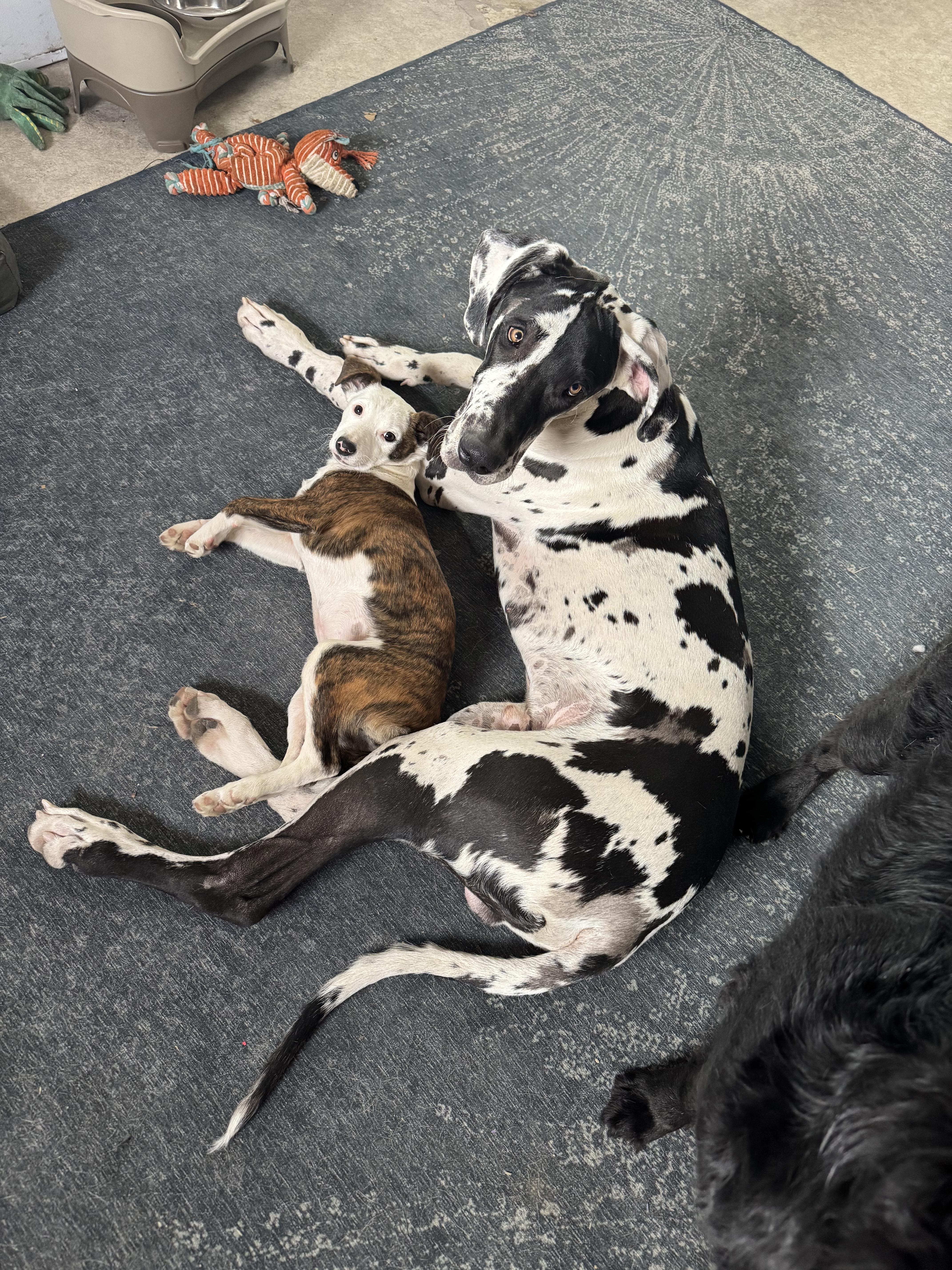 Enlarge Emoree & Harlee, a ADOPTABLE mixed breed in Kutztown, PA image 4/6