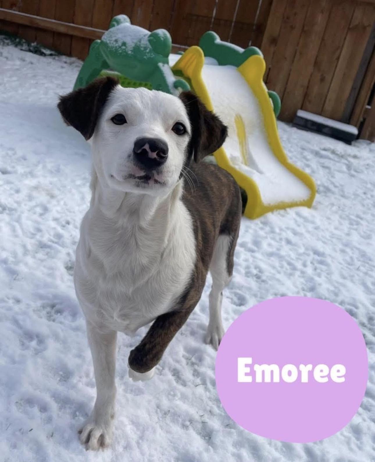 Enlarge Emoree, a ADOPTABLE mixed breed in Kutztown, PA image 1/6