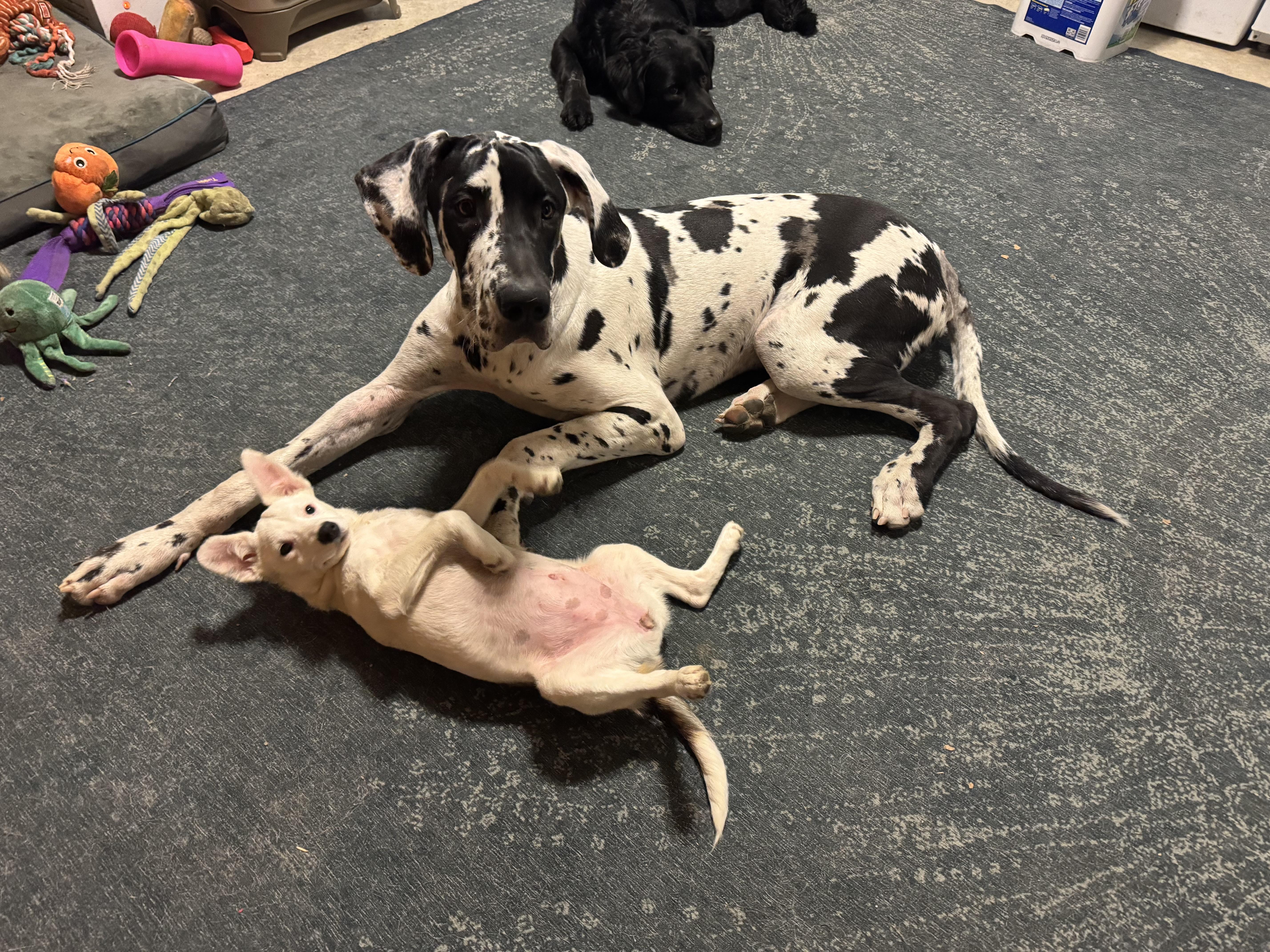 Enlarge Emoree & Harlee, a ADOPTABLE mixed breed in Kutztown, PA image 5/6