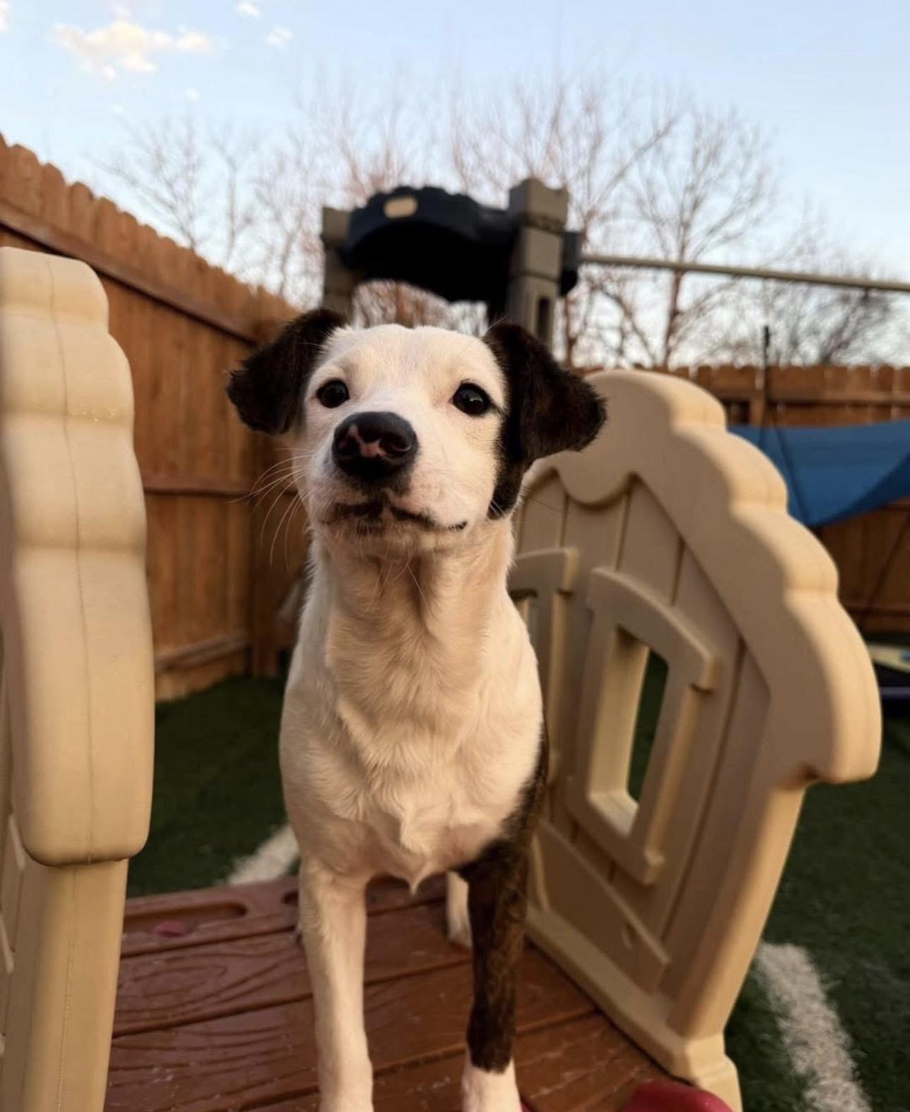 Enlarge Emoree, a ADOPTABLE mixed breed in Kutztown, PA image 4/6