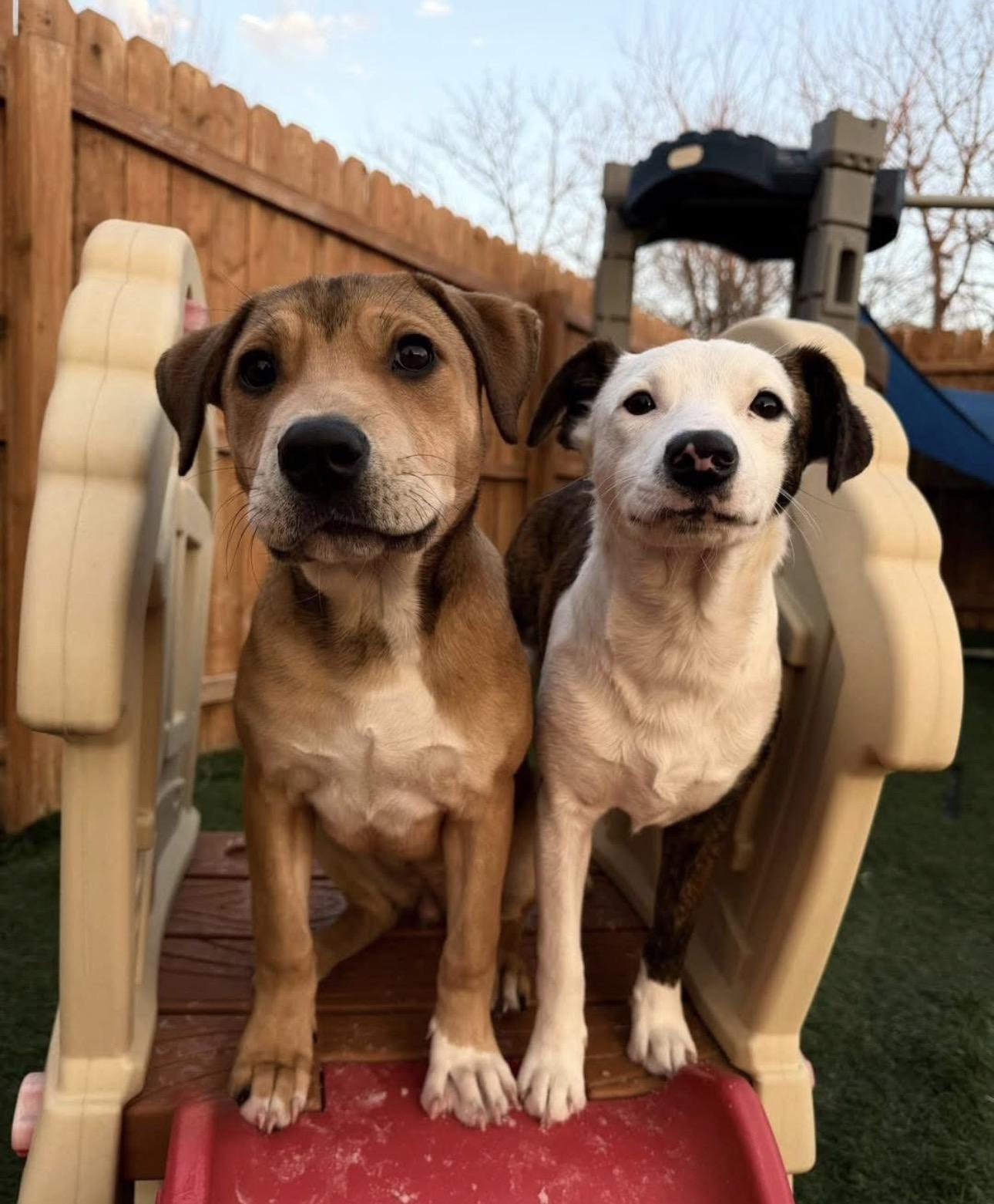 Enlarge Emoree, a ADOPTABLE mixed breed in Kutztown, PA image 6/6