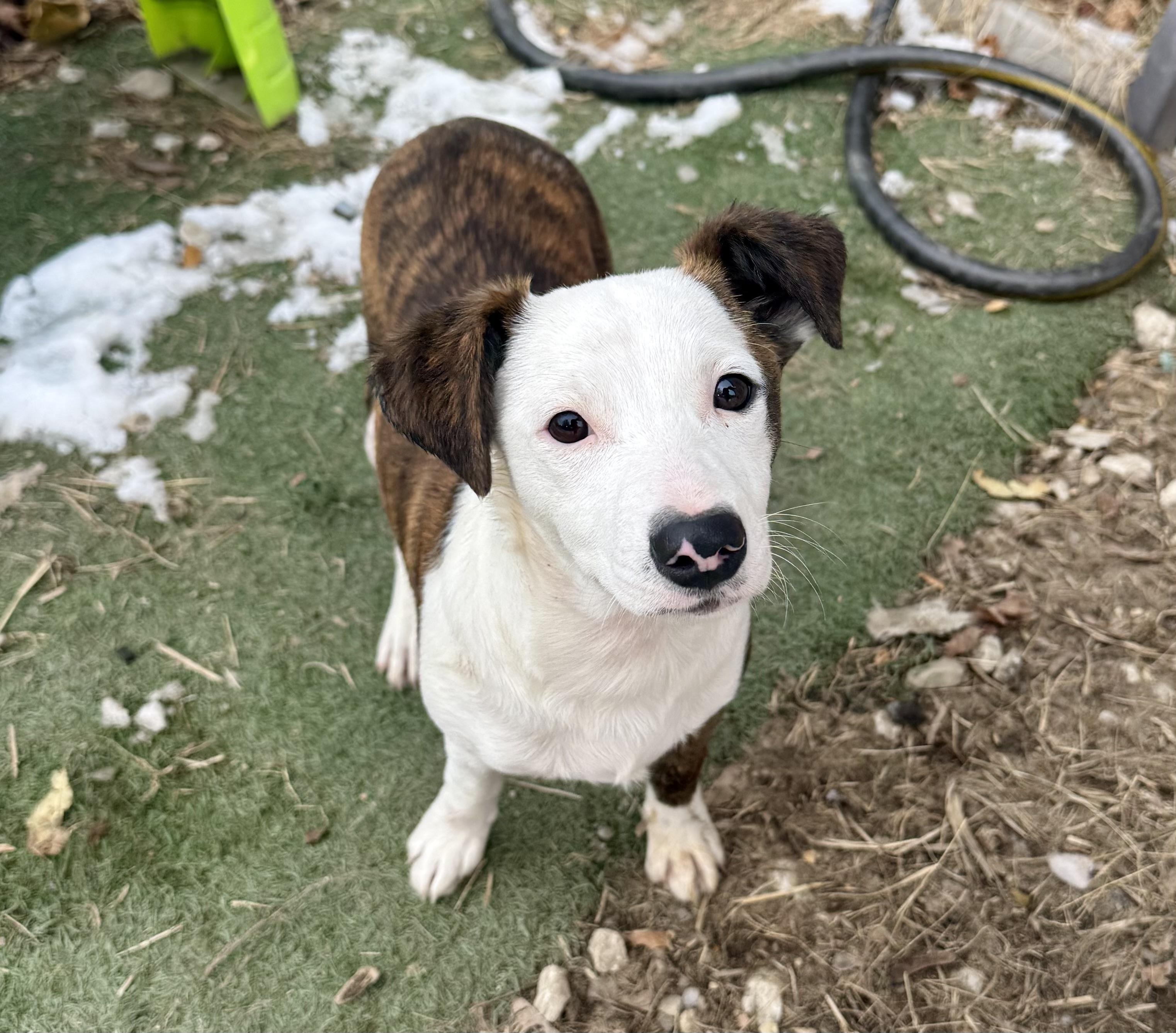 Enlarge Emoree & Harlee, a ADOPTABLE mixed breed in Kutztown, PA image 2/6