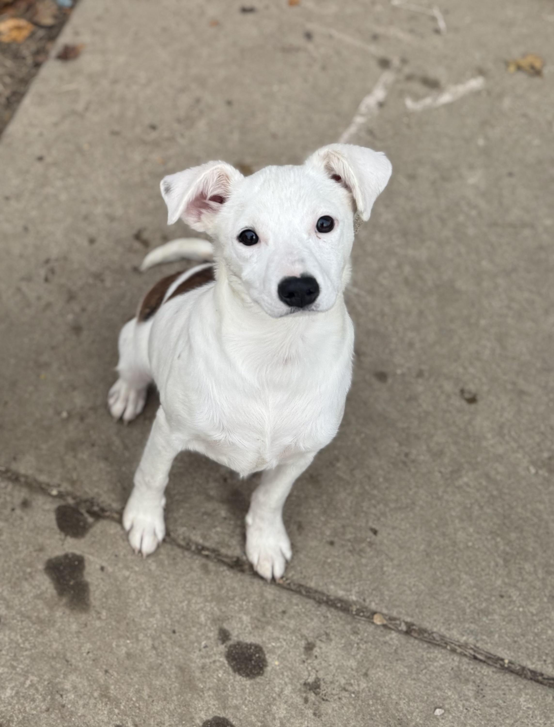 Enlarge Emoree & Harlee, a ADOPTABLE mixed breed in Kutztown, PA image 3/6
