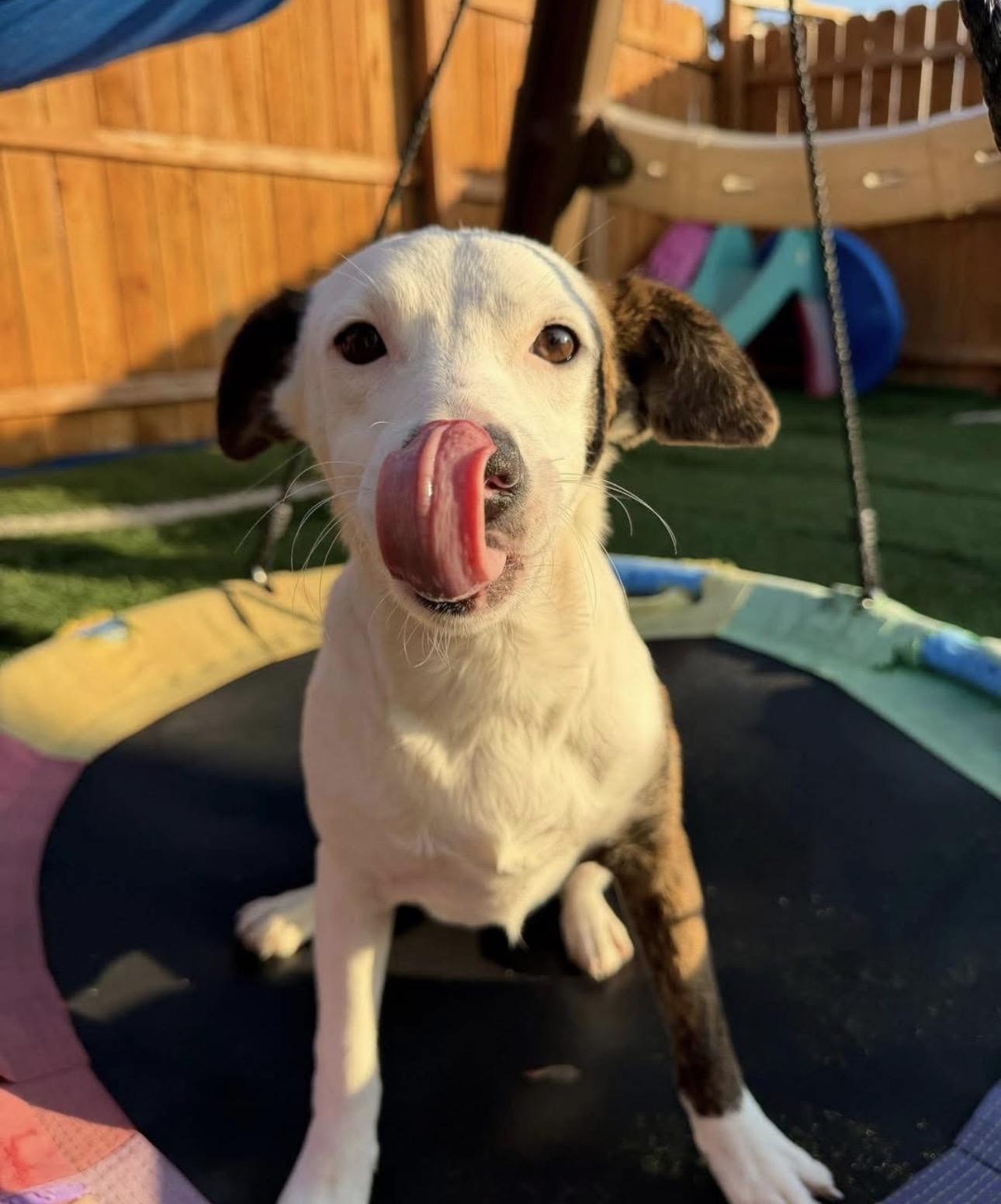 Enlarge Emoree, a ADOPTABLE mixed breed in Kutztown, PA image 5/6