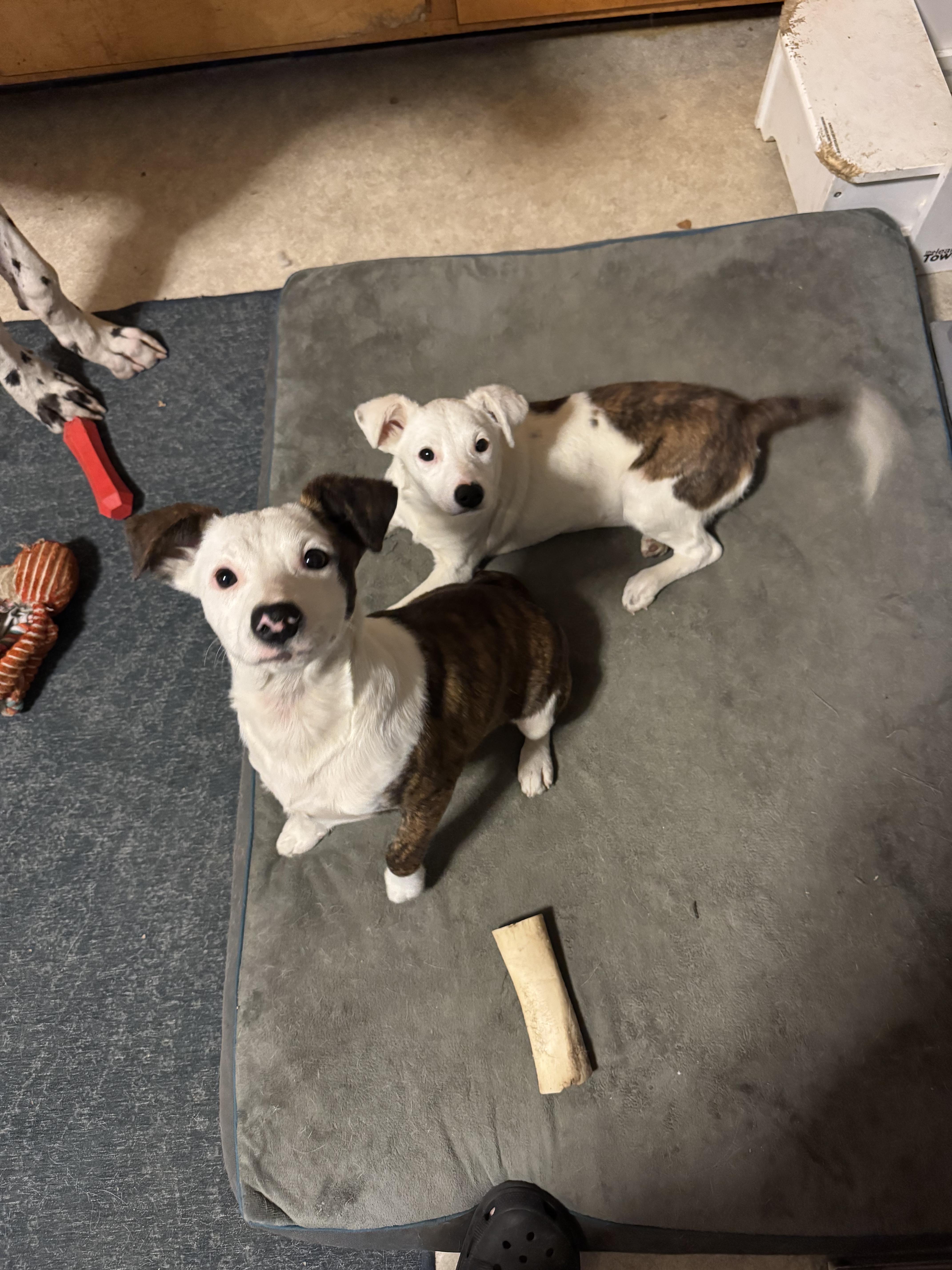 Enlarge Emoree & Harlee, a ADOPTABLE mixed breed in Kutztown, PA image 6/6