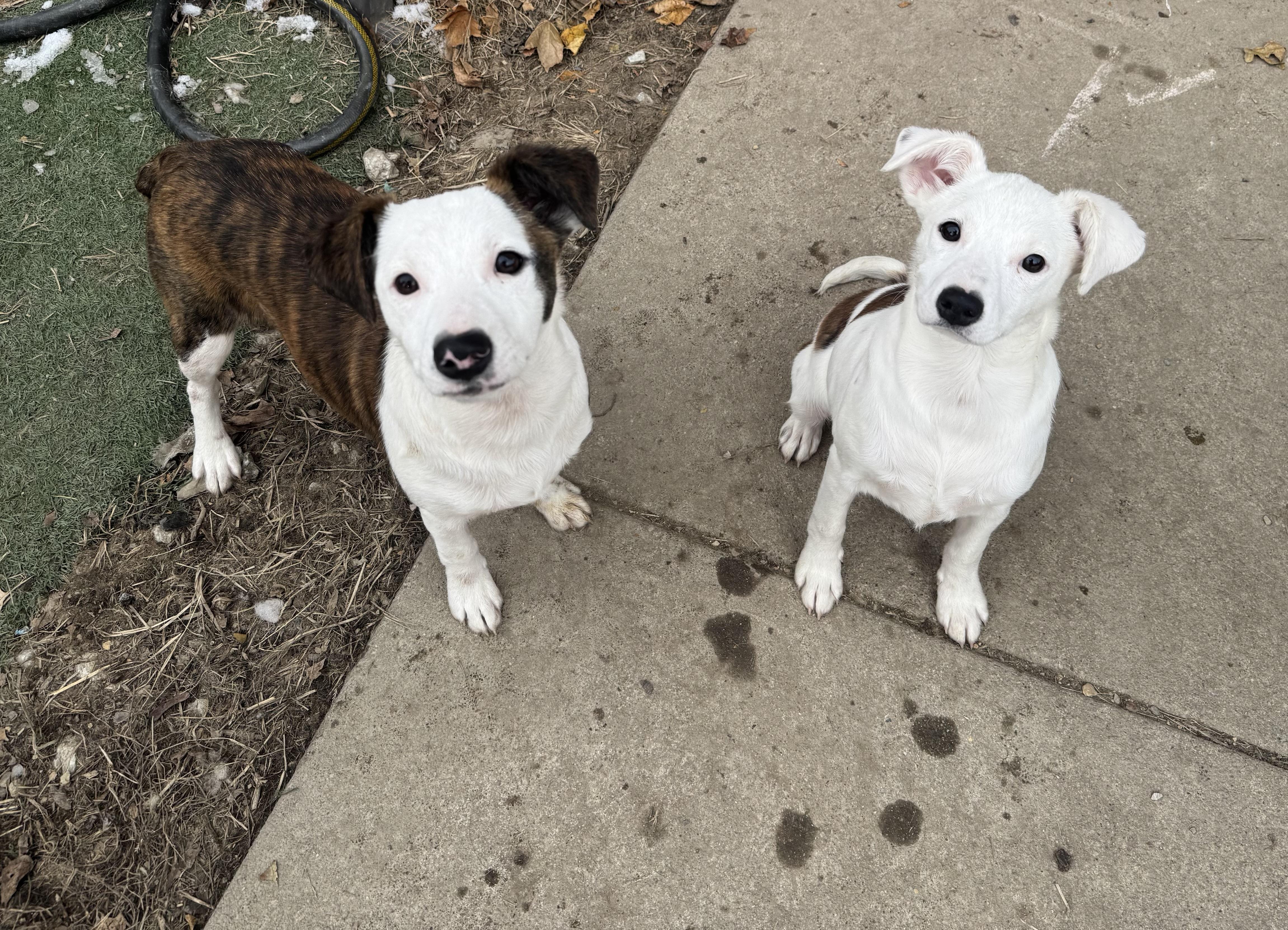 Enlarge Emoree & Harlee, a ADOPTABLE mixed breed in Kutztown, PA image 1/6
