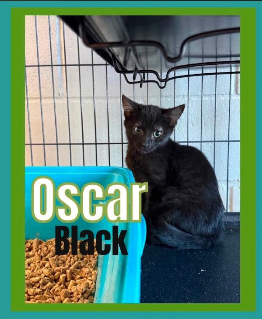Enlarge Oscar Black, a Adoptable mixed breed in Bossier City, LA image 2/3
