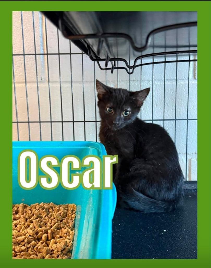 Enlarge Oscar Black, a Adoptable mixed breed in Bossier City, LA image 3/3