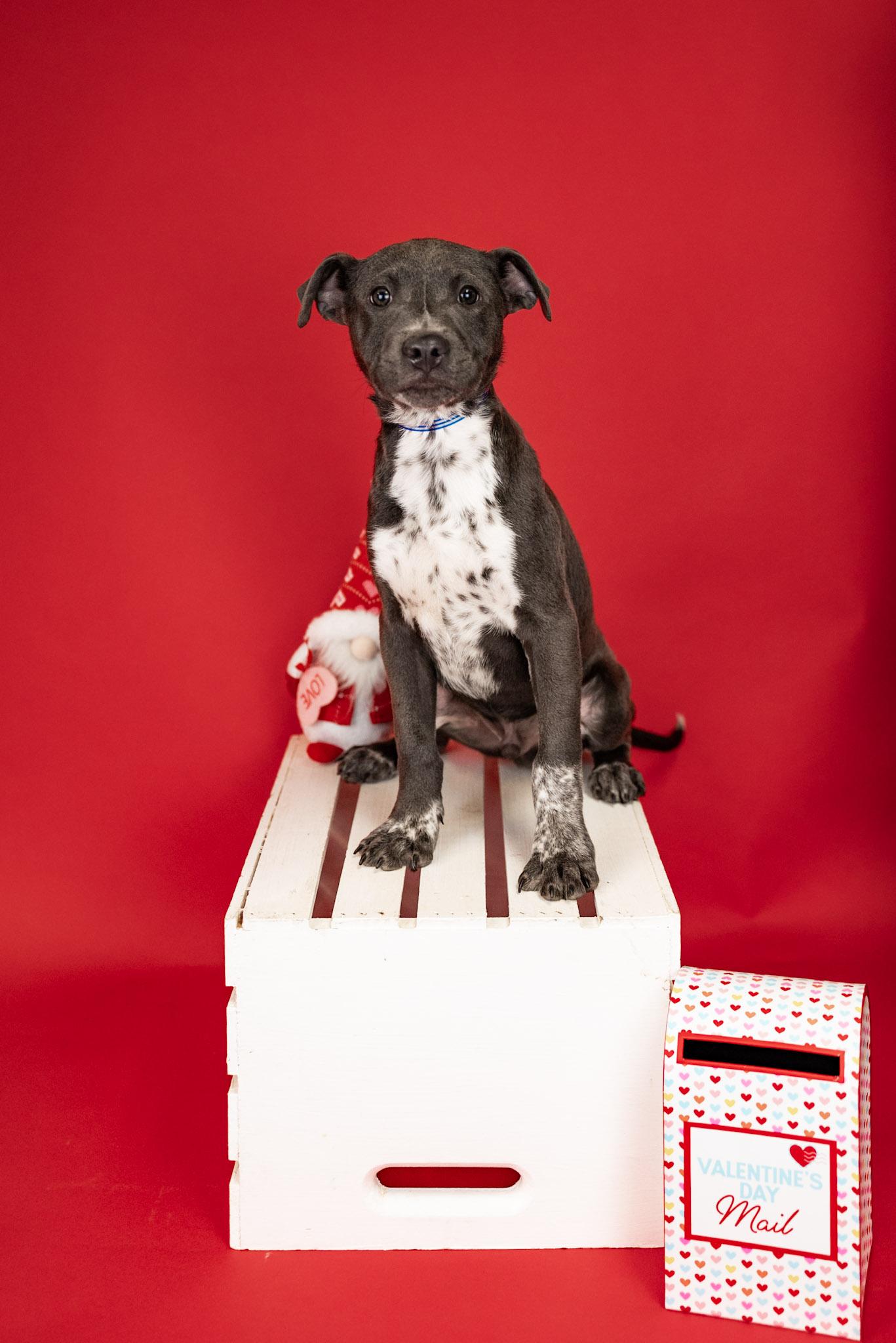 22-26, ADOPTABLE, Young Male Terrier.