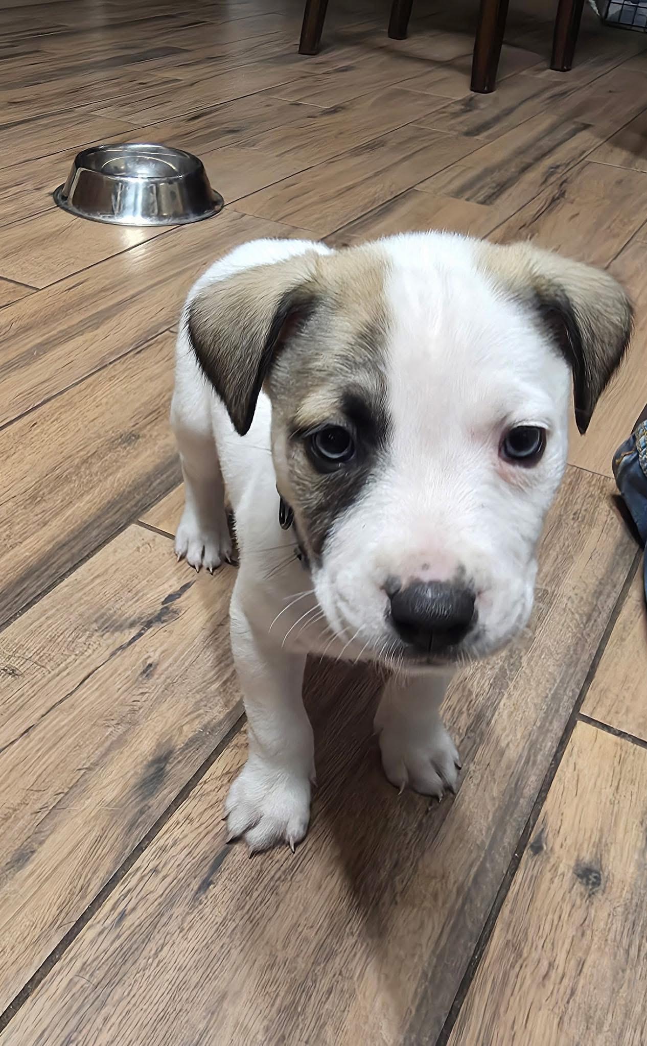 Theo, ADOPTABLE, Puppy Male Collie & Pit Bull Terrier.