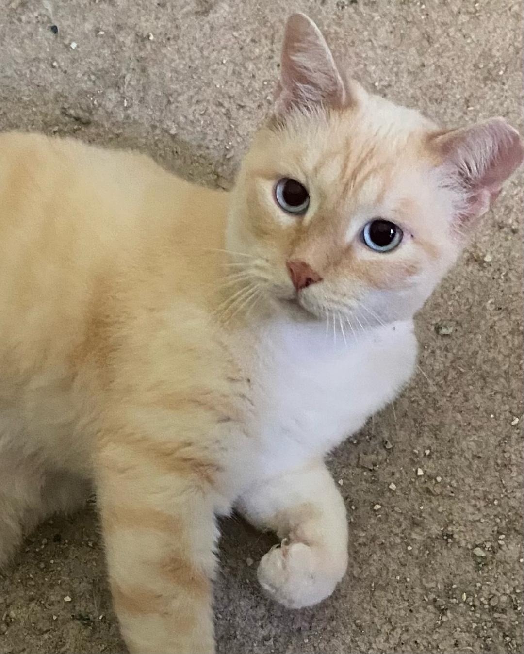 Suki, Adopted, Adult Male Siamese & Domestic Short Hair.