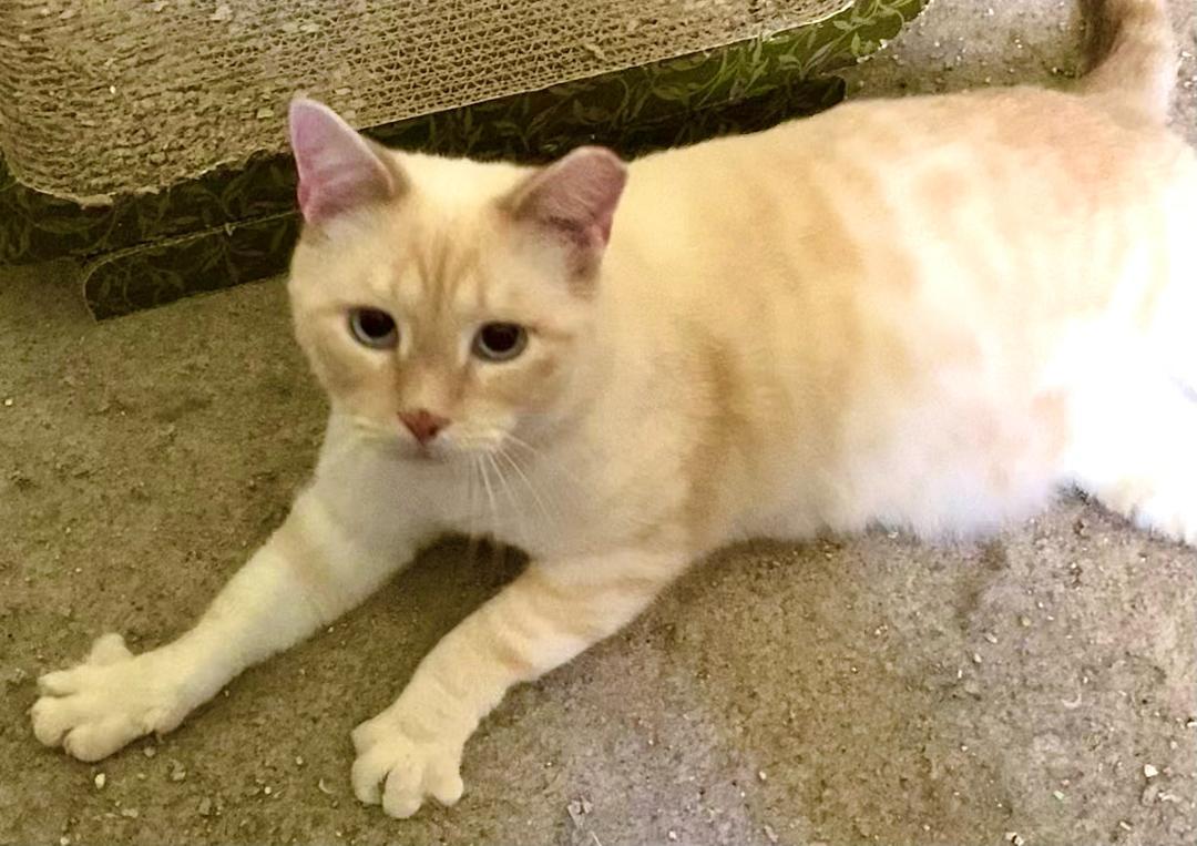 Suki, a Adopted mixed breed in Chattanooga, TN image 2/3