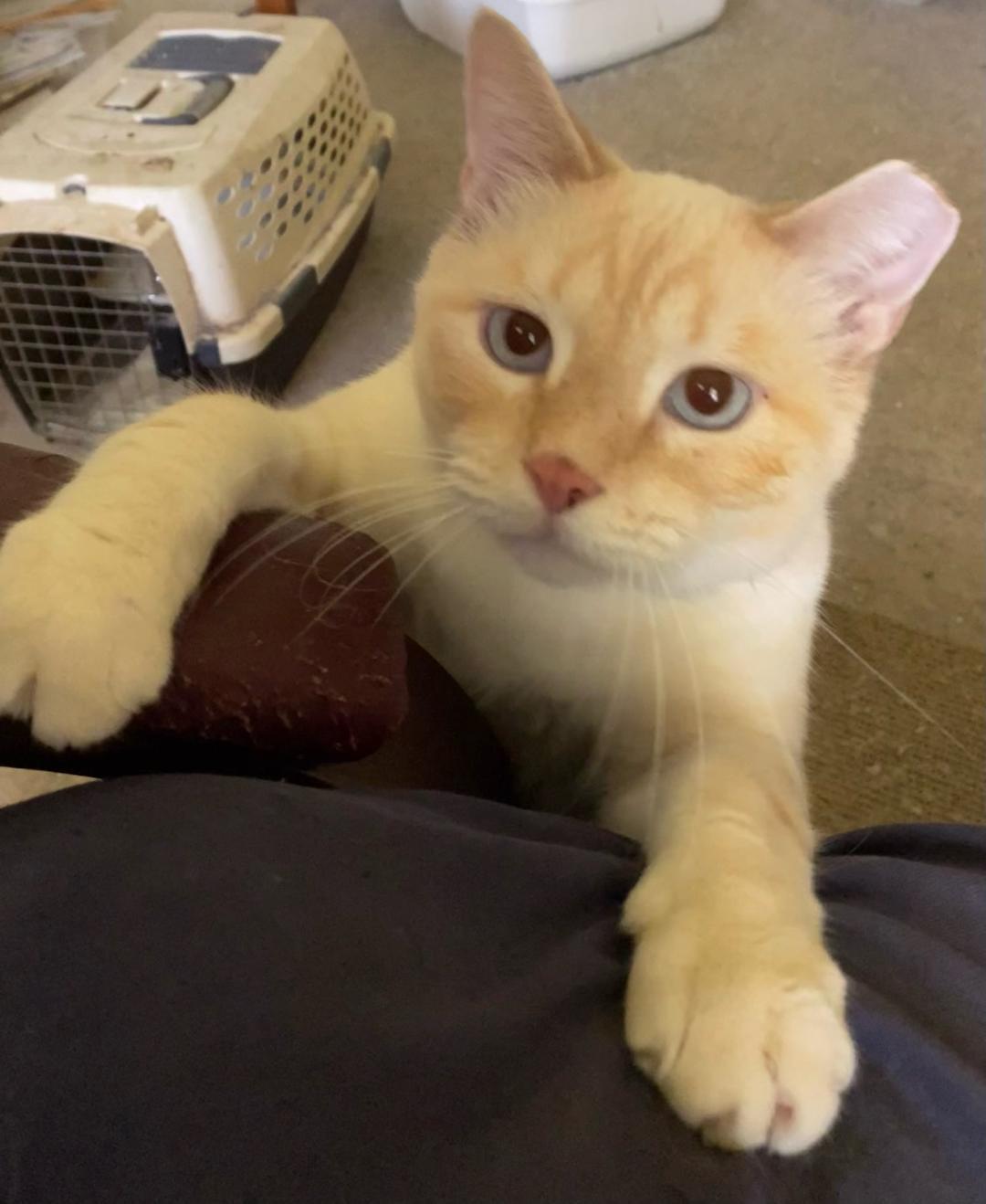 Suki, a Adopted mixed breed in Chattanooga, TN image 3/3