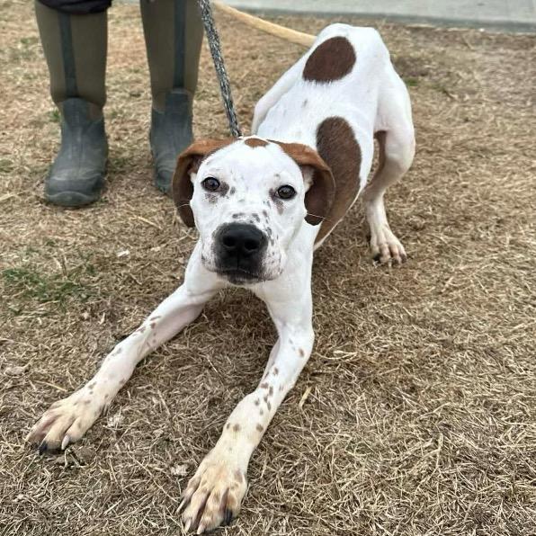 Enlarge Tanner, a Adoptable mixed breed in Nashville, TN image 1/3